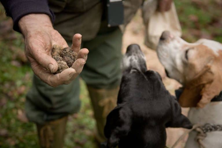 סיורים בעקבות ציד פטריות כמהין ביער של טוסקנה עם כלבים